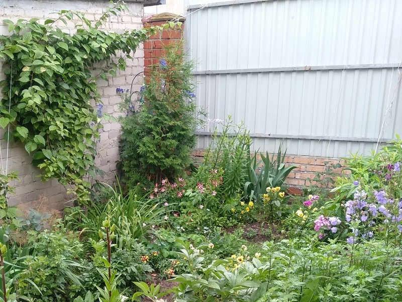 Июнь прошлого года. В углу за туей шпалера удерживает соцветия живокости