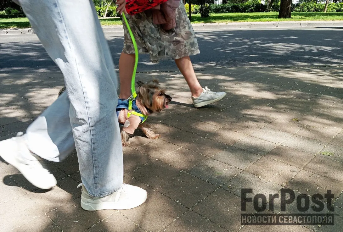 В норме походка должна оставаться ровной, ритмичной и симметричной
Фото:
Алексей Лохвицкий / ForPost