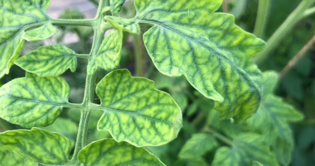 Удобрения с магнием: Зачем они необходимы для растений?