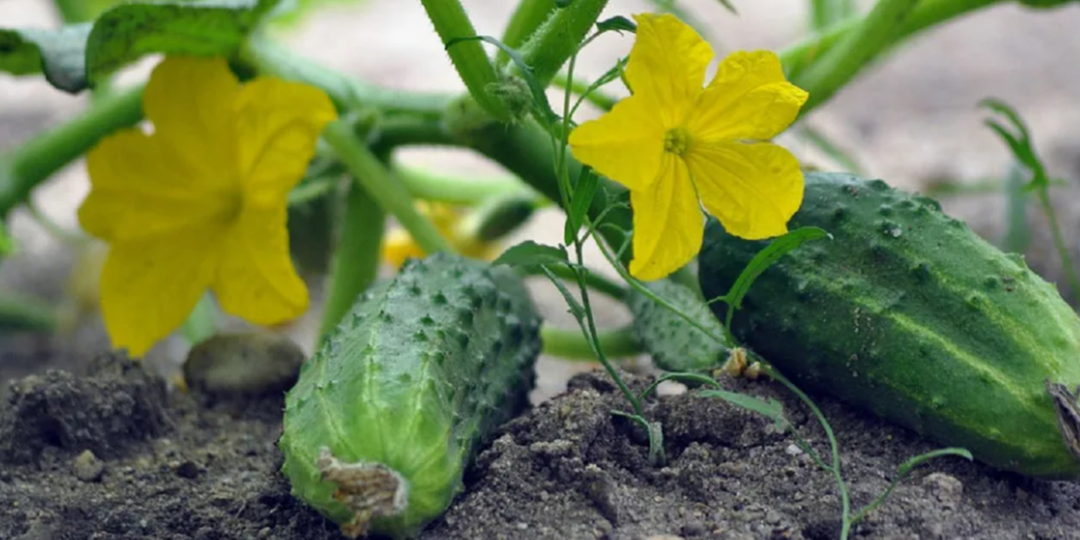 Как увеличить урожай огурцов в июле: 7 подкормок, которые работают за 3 дня