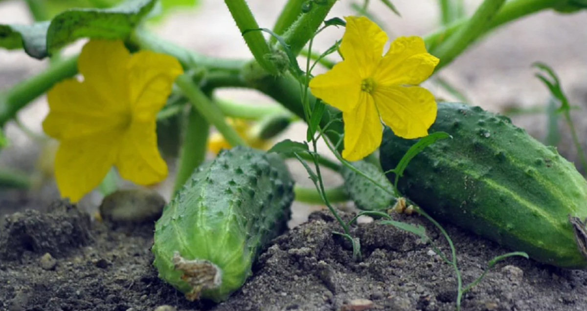 огурцы в июле