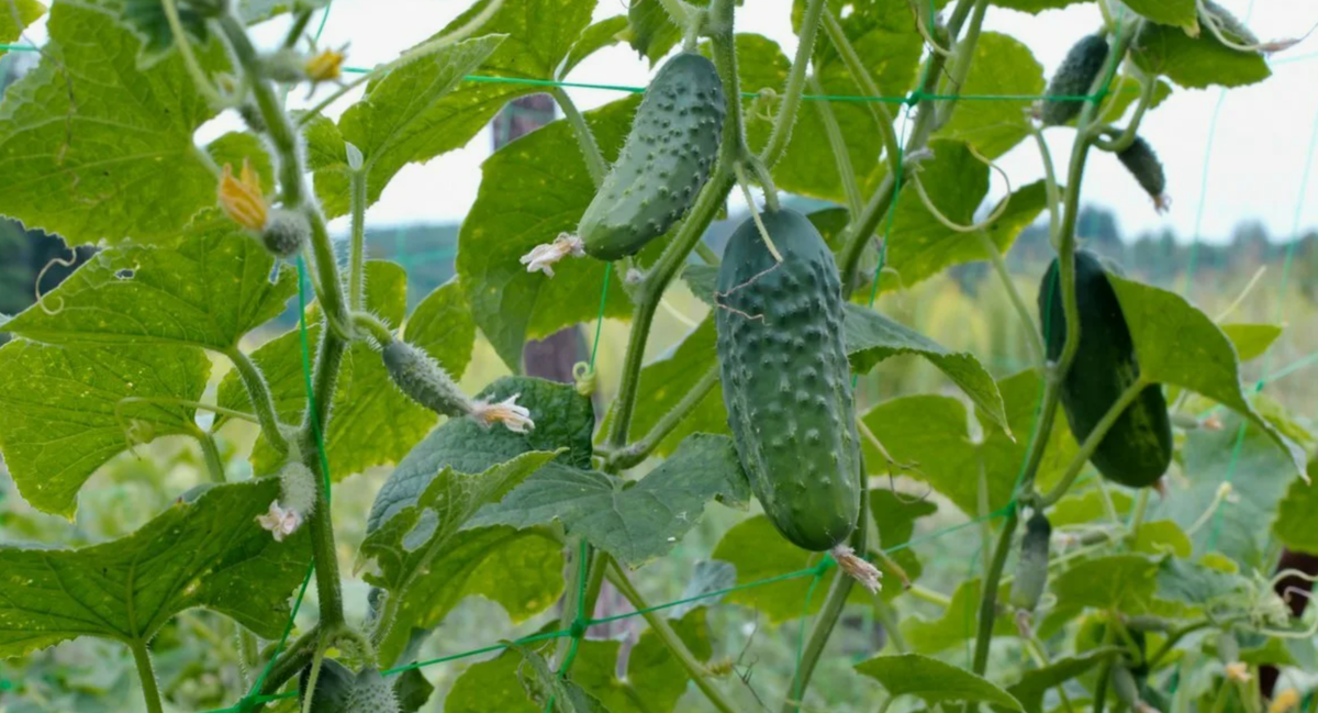 огурец в июле в открытом грунте