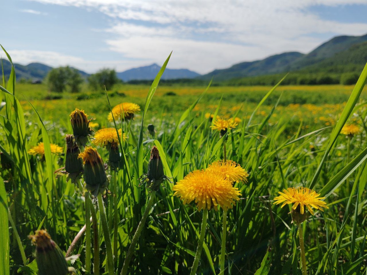 Одуванчики в поле по дороге к Малкинским термальным источникам