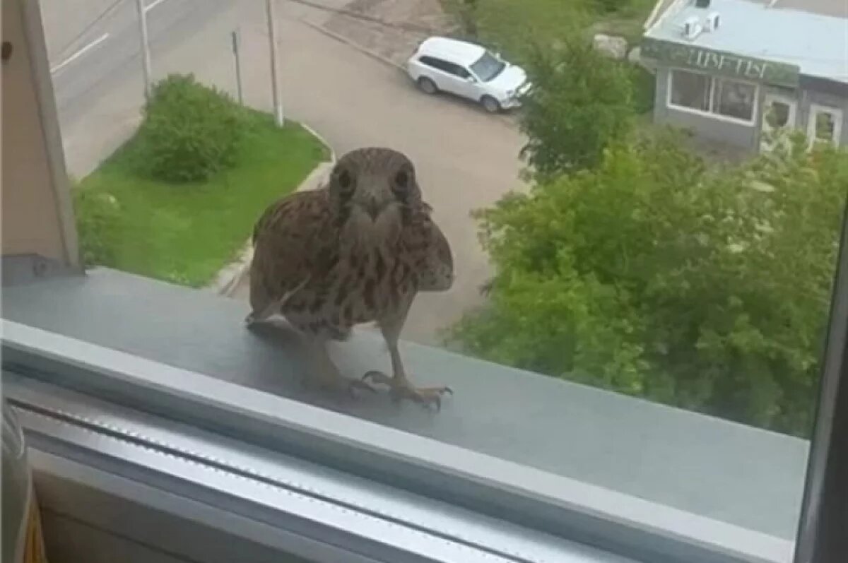    В красноярском Солнечном хищные птицы просятся в окна жильцов
