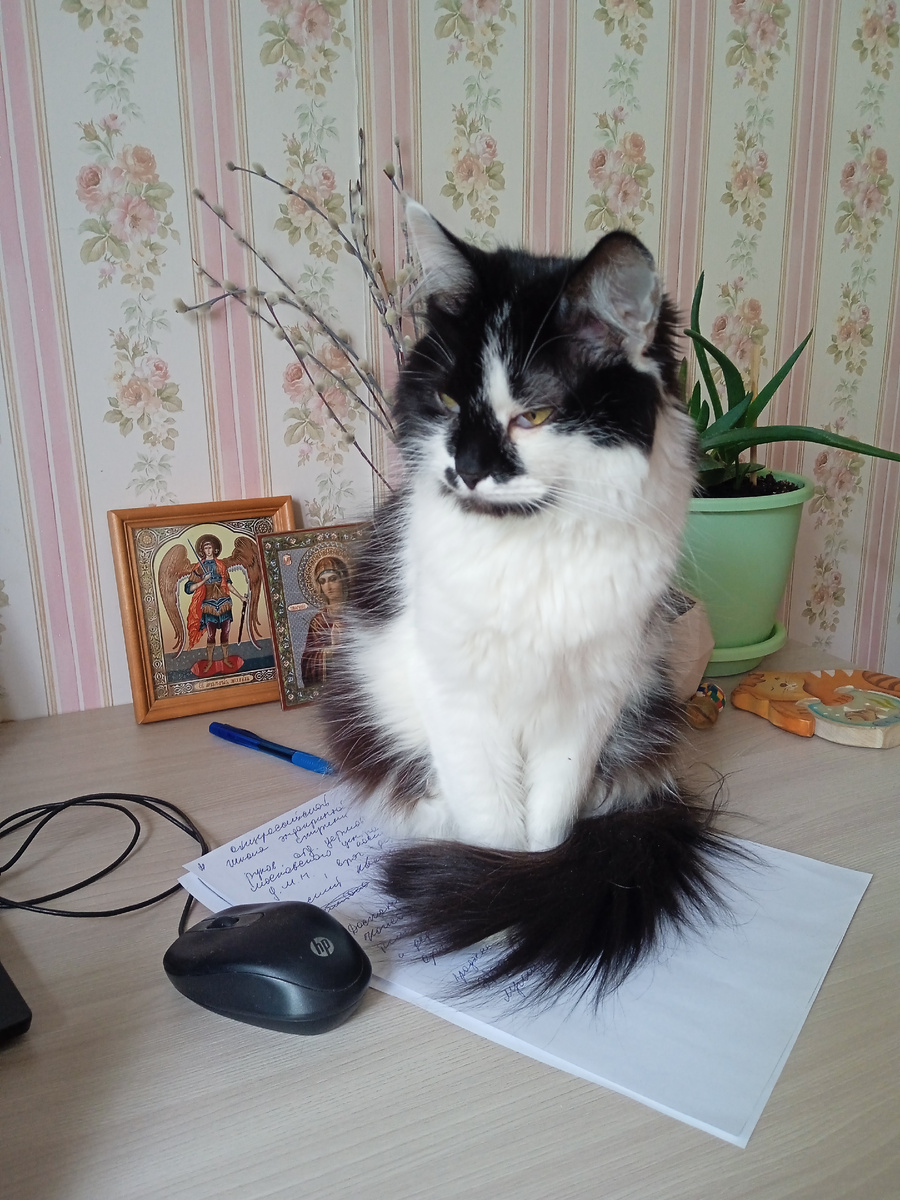 Кто в доме главный? Я или всё ж таки Блинчик? 