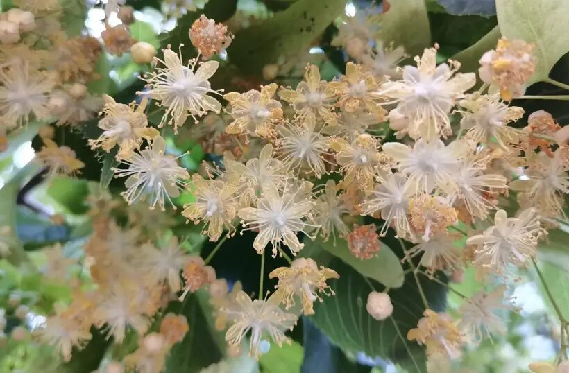  Цветки липы содержат уникальный комплекс биоактивных веществ   © "Интерфакс"