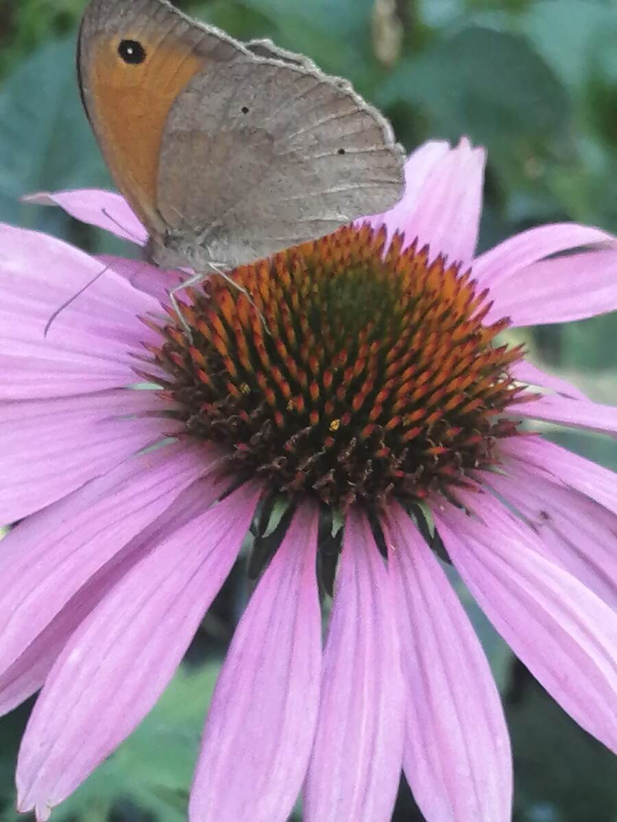 Распускается Эхинацея.