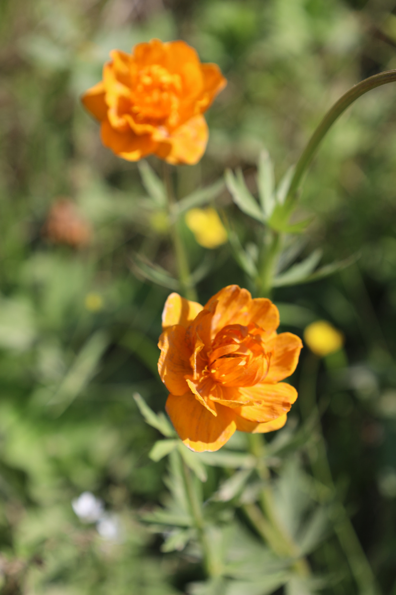 Жарки таежные