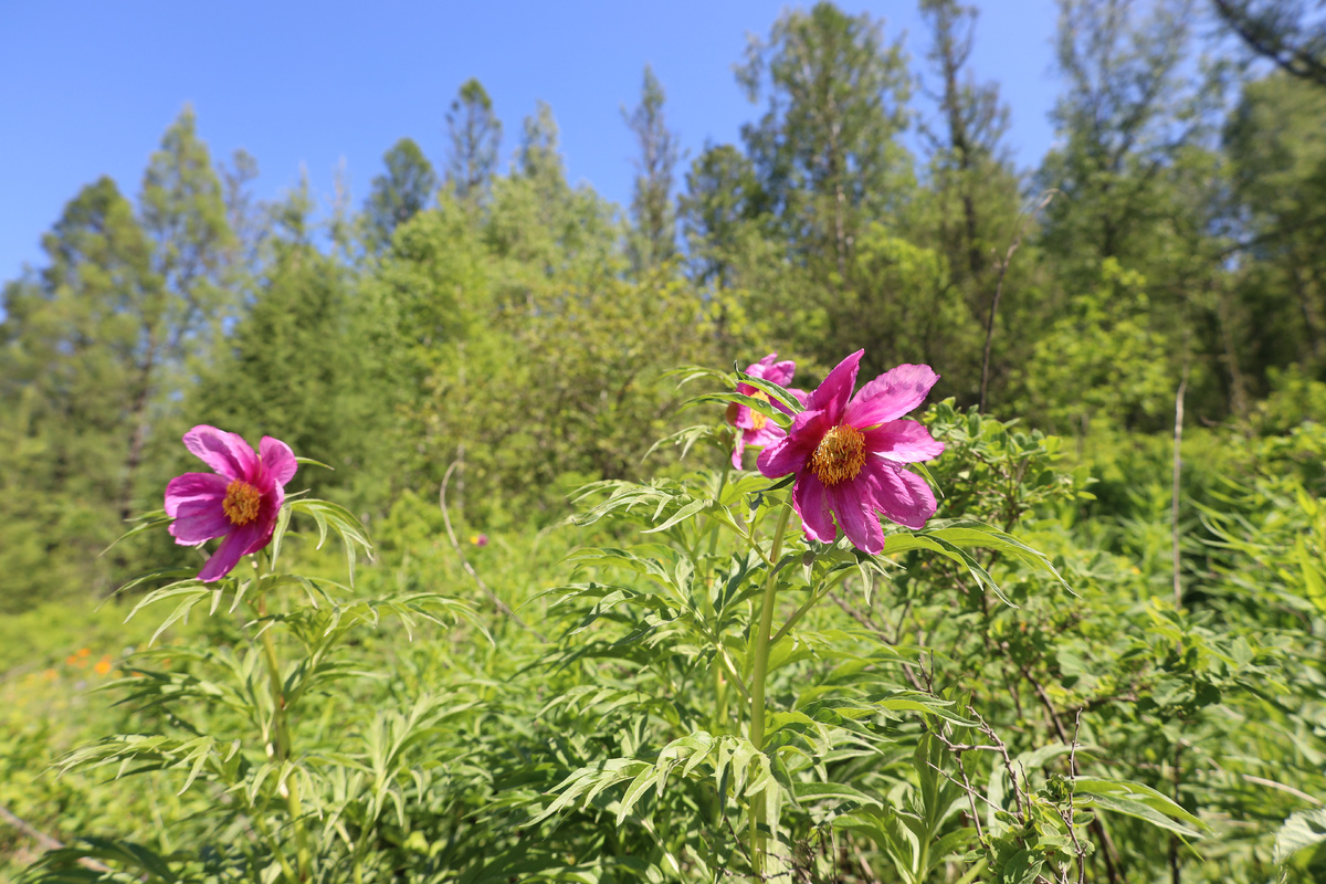 Пион Марьин корень