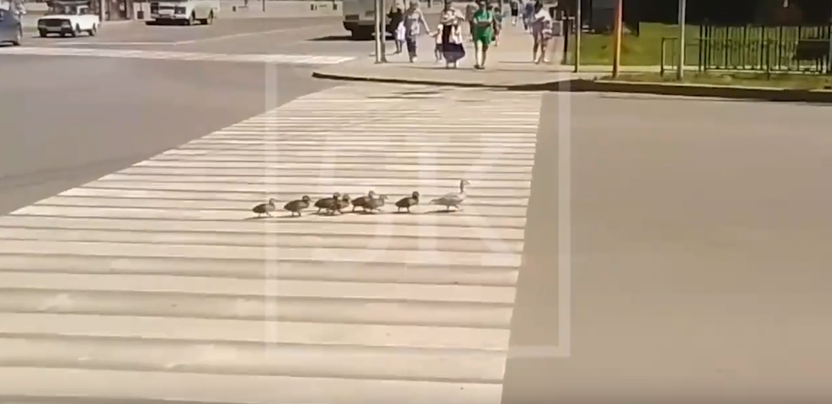     Семья уток прогулялась по центру Канска