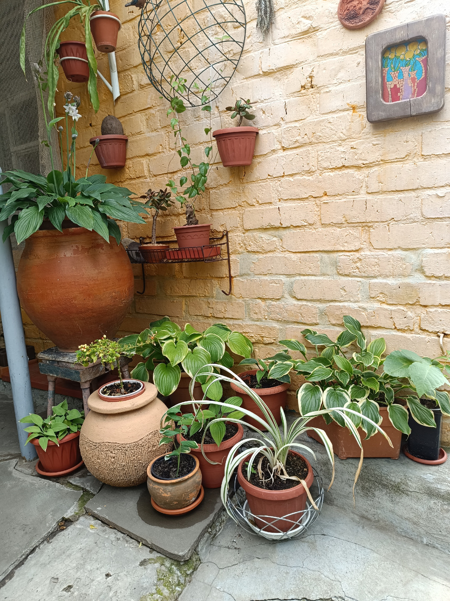 Боковая стенка сарая, вот такая композиция из хост и ... и я не помню что на переднем плане 🙈 Лилейник вариегатный?🤔