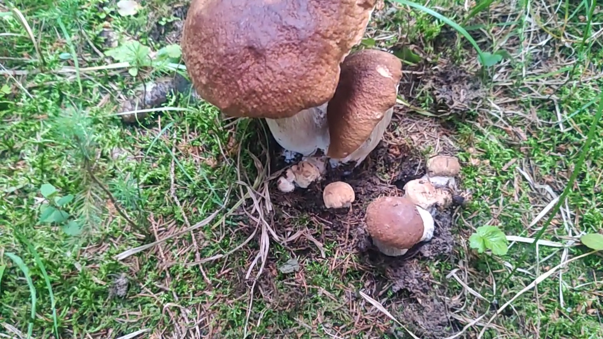 Самые красивые согласились на фотосессию. Смотрите галерею. Листайте вправо.