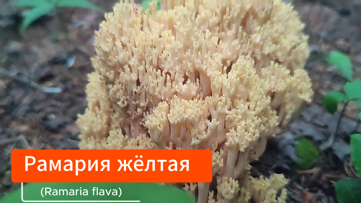 Гриб занесён в Красную книгу.