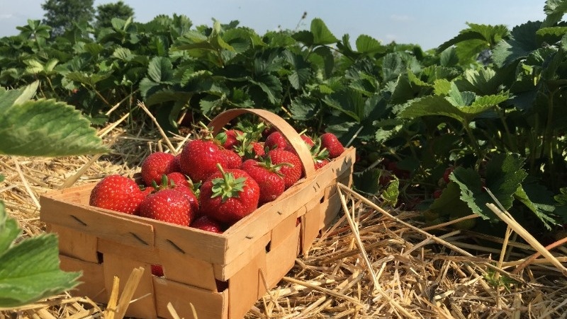      Фото: pxhere.com