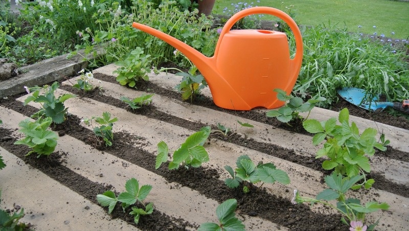     Фото: pxhere.com