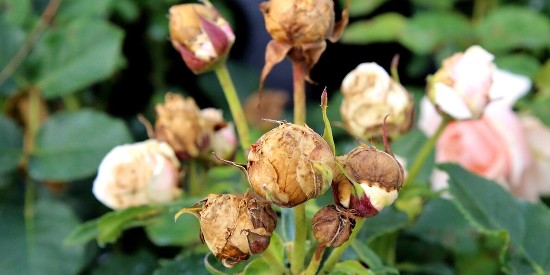 Загнивают бутоны роз в июле - расскажем что делать