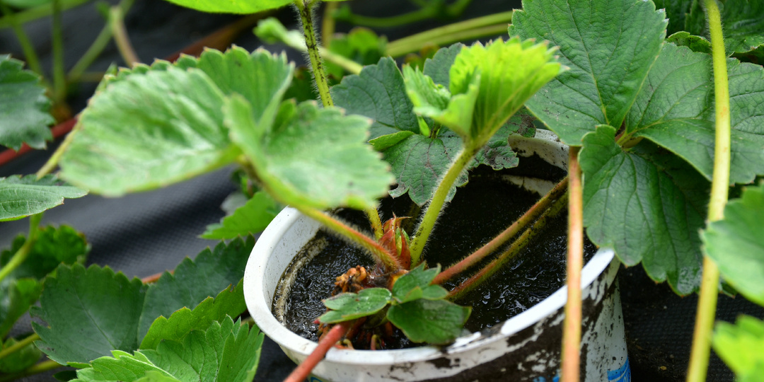 "Клубничные усы которые не подходят для размножения Клубники": они отнимают силы у основного куста и более перспективных отростков