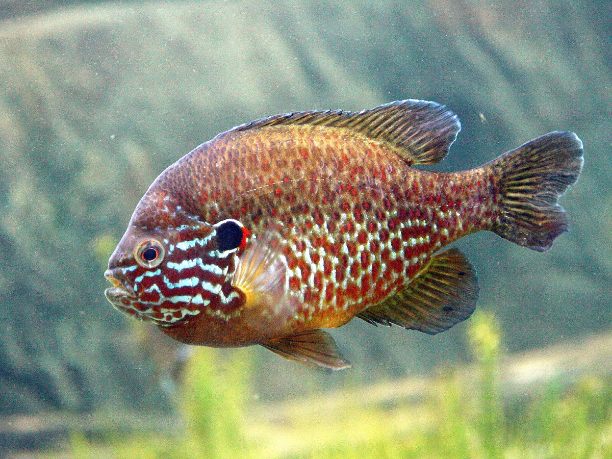 Скорее всего, солнечника выпускали владельцы, или они попадали в водоемы с водой из аквариумов. Фото: Cephas / Википедия