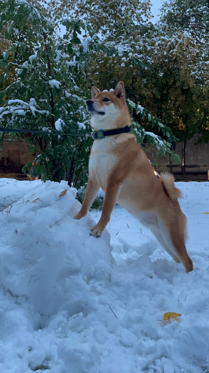 Конец сентября был снежным и навевал грусть