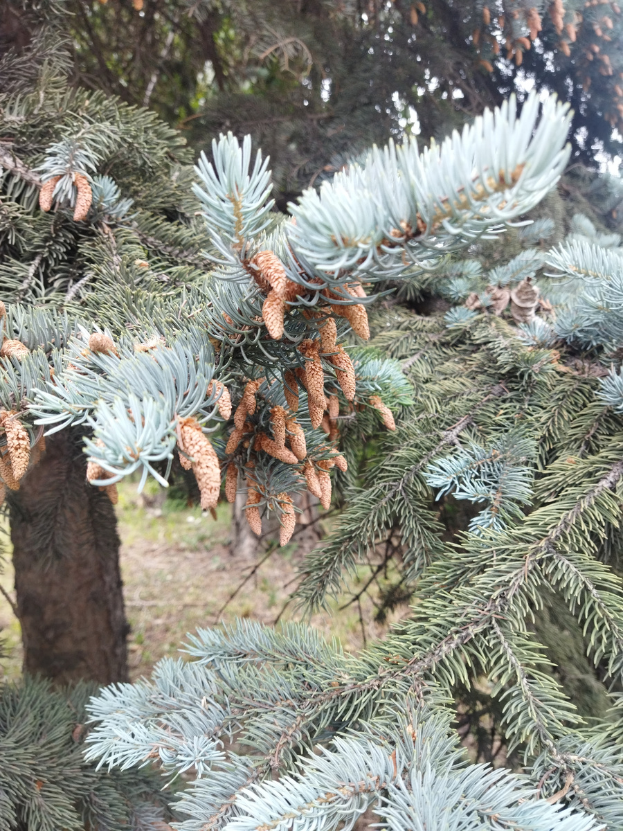 Голубая ель с новыми шишечками