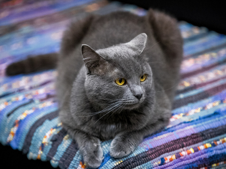     Фото: Олег Каргаполов (из архива «Вечернего Челябинска»)