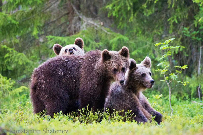    Резвящихся в багульнике на границе Карелии медведиков показал фотограф Константин Шатенев / VK
