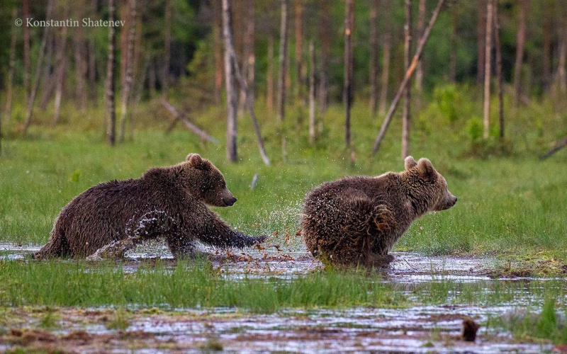    Резвящихся в багульнике на границе Карелии медведиков показал фотограф Константин Шатенев / VK