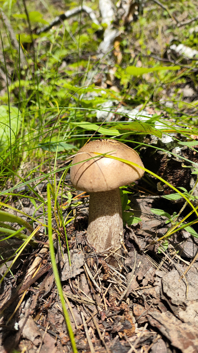 Подберёзовик