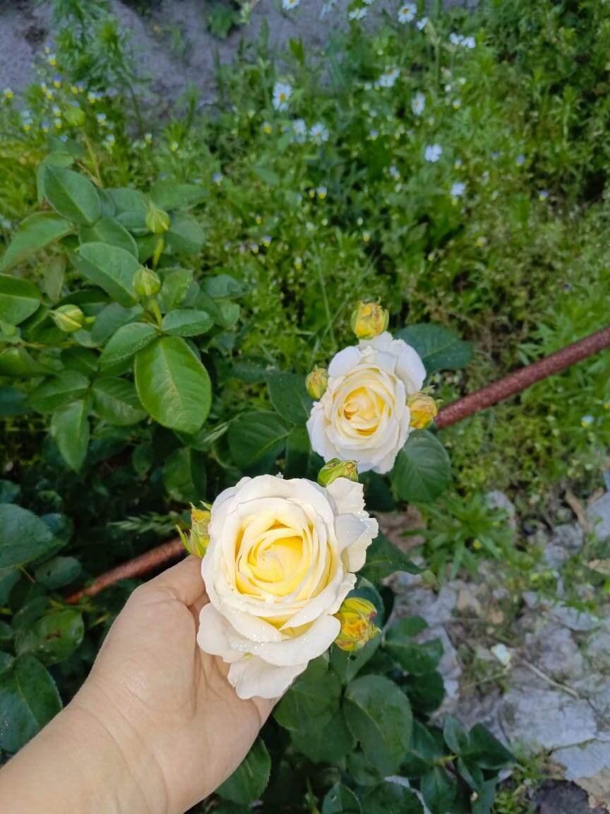 Таких розочек у меня 4 куста, всегда шикарно цветут. 