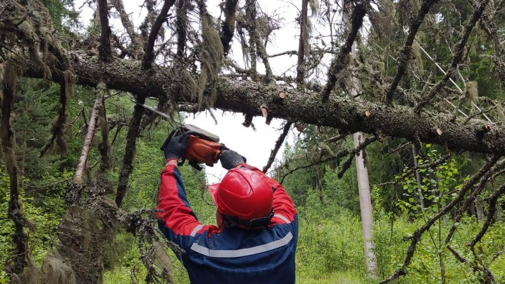    Фото: t.me/rosseti_lenenergo