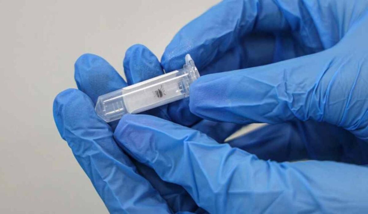     Клещ. Источник: 78.ru Автор фото: Andrey Titov