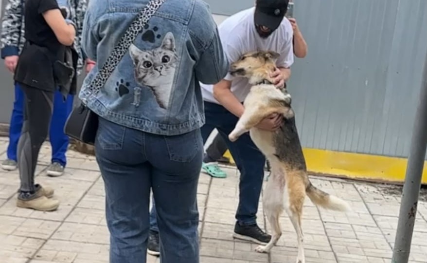 Насыщенный день в приюте Хвостатое Счастье