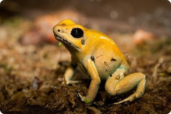Золото, к которому нельзя прикасаться. Встречайте — самое красивое и самое опасное сокровище джунглей! 🐸"