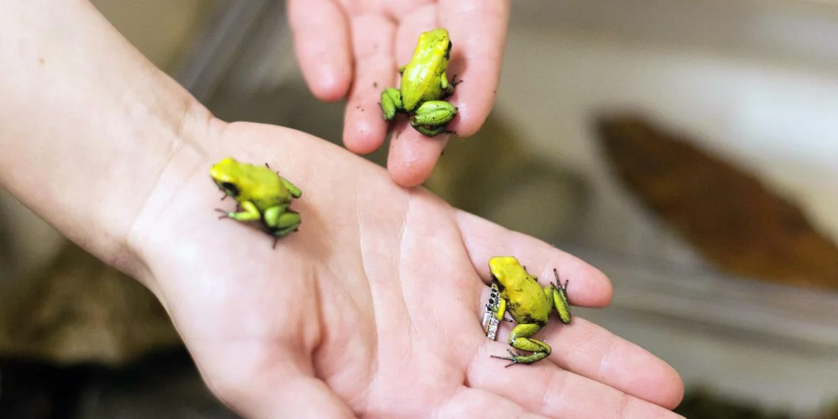 Вся эта смертоносная мощь умещается на кончике пальца! На фото выращенные в неволе (а значит нетоксичные) лягушки