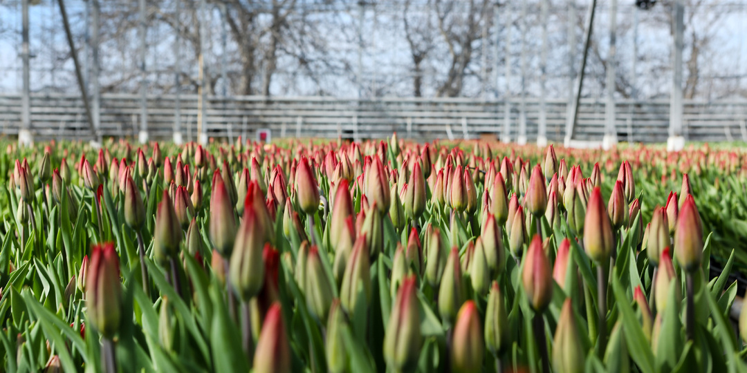 Гайд по выгонке тюльпанов на гидропонике для начинающих