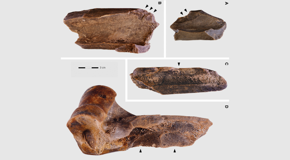   Lutz Kindler et al. / Science Advances, 2025