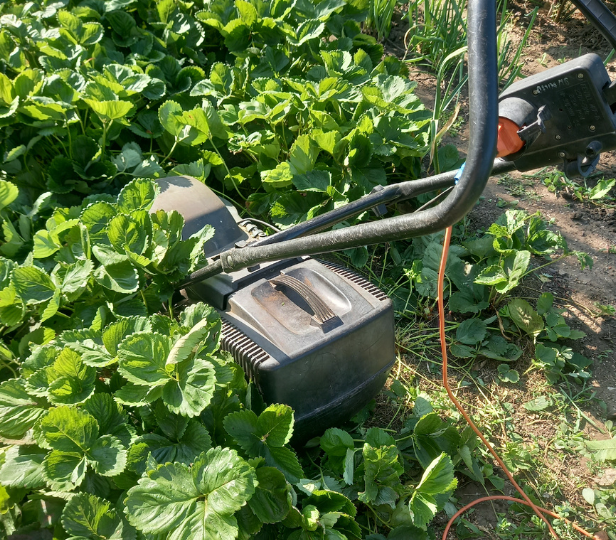 Земляника отплодоносила - не спешите подкармливать - сначала обрезка и чеканка. Простой способ омолодить культуру прямо на грядке