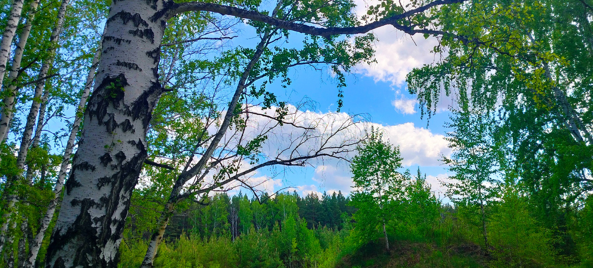 Всякий родитель должен воздерживаться при детях своих не только от дел, но и от слов, клонящихся к неправосудию и насильству, как-то: брани, клятвы. Драк, всякой жестокости и тому подобных поступков, и не дозволять и тем, которые окружают детей его, давать им такие дурные примеры.“ —  Екатерина II
