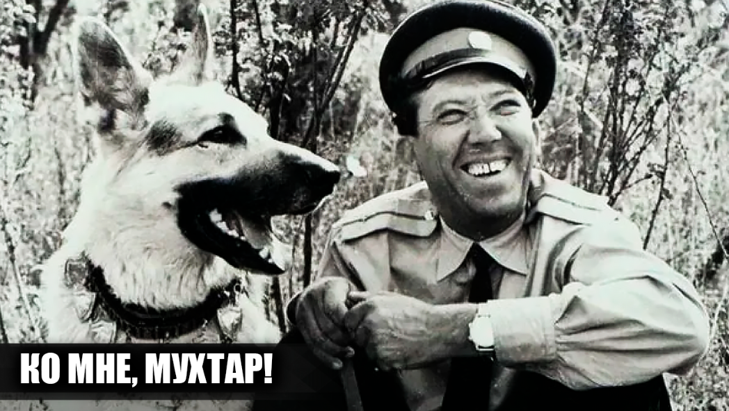 Как снимали фильм "Ко мне, Мухтар!": 16 интересных фактов о фильме