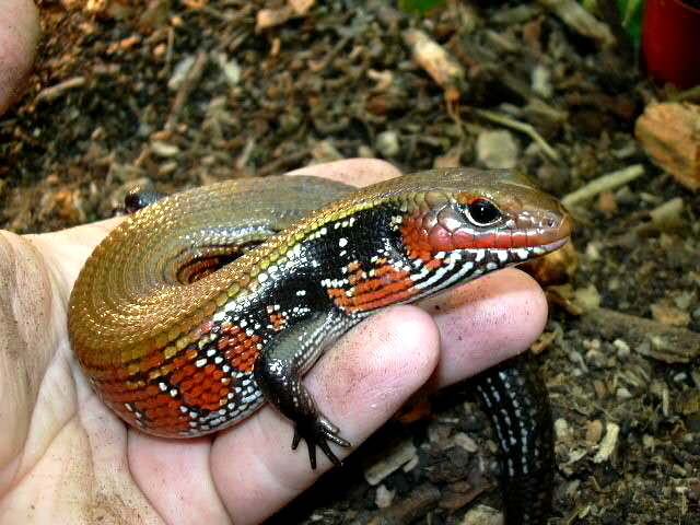 Думаете, вся экзотика — это сложно? Позвольте этому парню переубедить вас. Он уже готов к знакомству!