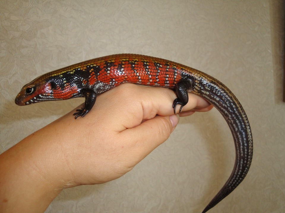 Вот он, тот самый "живой огонь". Согласитесь, природа — лучший художник!