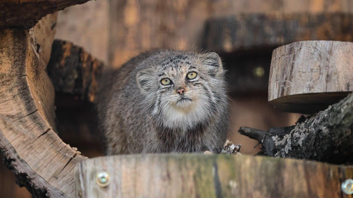    Фото: t.me/lenzoopark