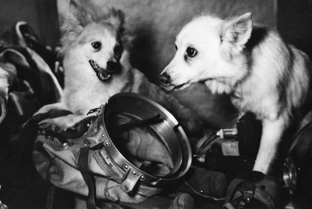 Собаки Козявка и Отважная после полёта на ракете.