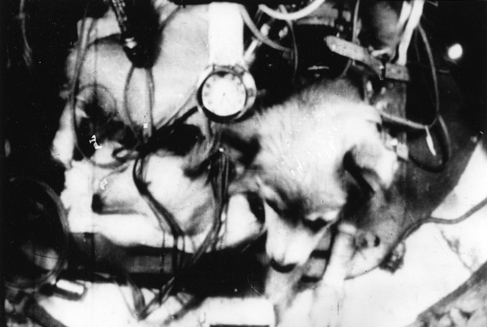 Четвероногие «космонавты» во время полёта на ракете.