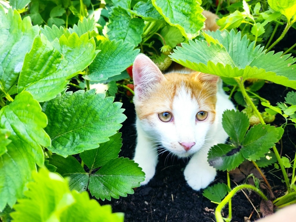 Барсик мне вчера активно помогал полоть и собирать клубнику... Скоро будет помогать в сборе помидоров...
