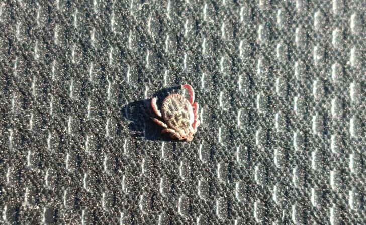    фото Курские известия