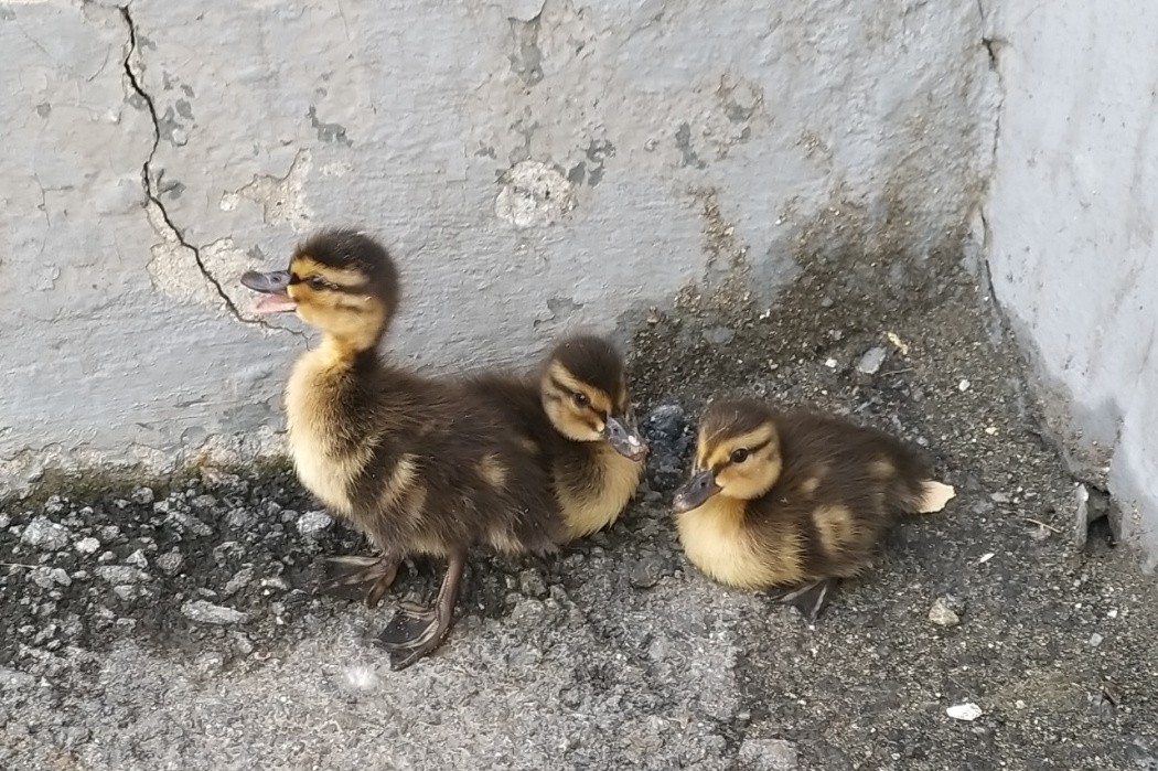    Фото: пресс-служба ГУ МВД России по Свердловской области