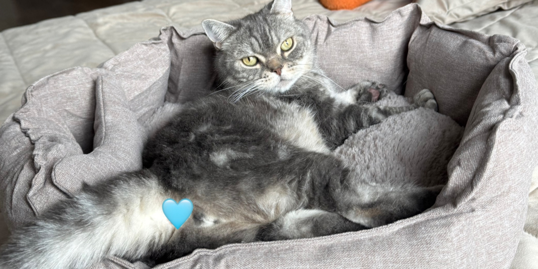 Как оставить котика одного дома: личный опыт с котом Бэнни