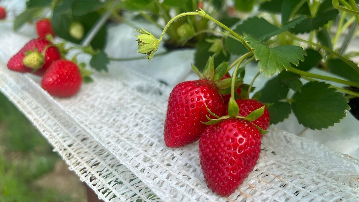     Источник: Пресс-служба министерства сельского хозяйства и продовольствия Хабаровского края