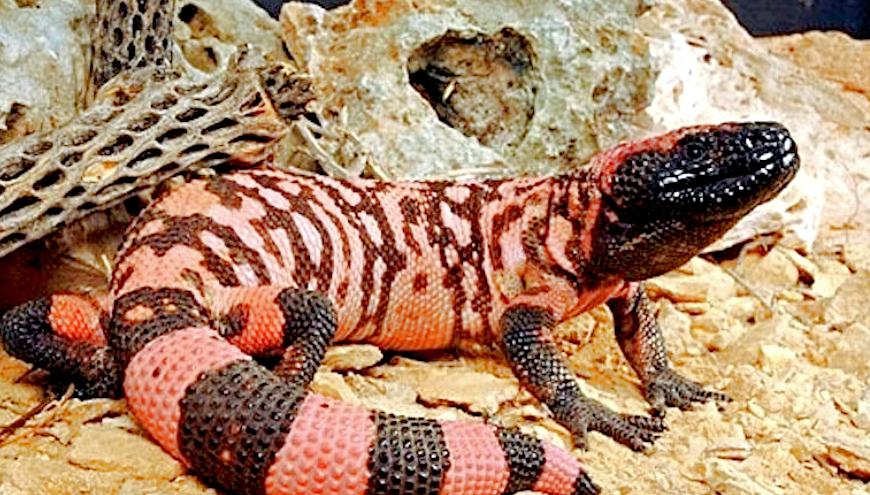 Лат. Heloderma suspectum. Источник фото: ru.pinterest.com